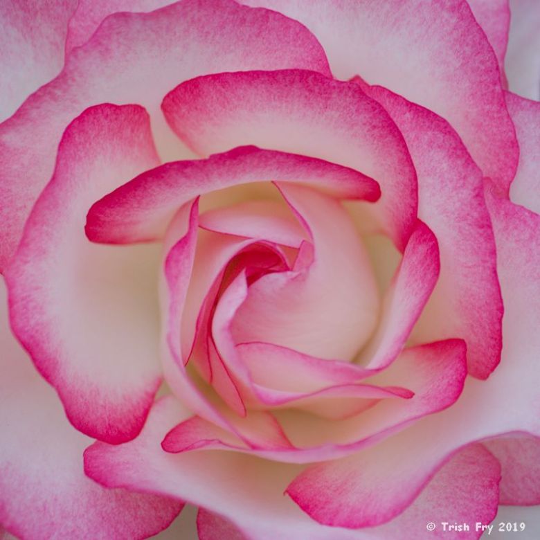 Rose 'Tabris'